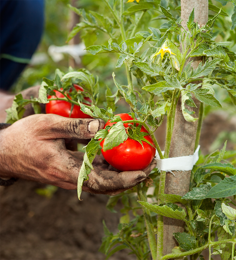 건강한 땅, 건강한 토마토! 이다남