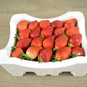 [순천로컬푸드 딸기연구회] 당일 수확 무농약 딸기 1kg (순천배송가능/시외택배불가)