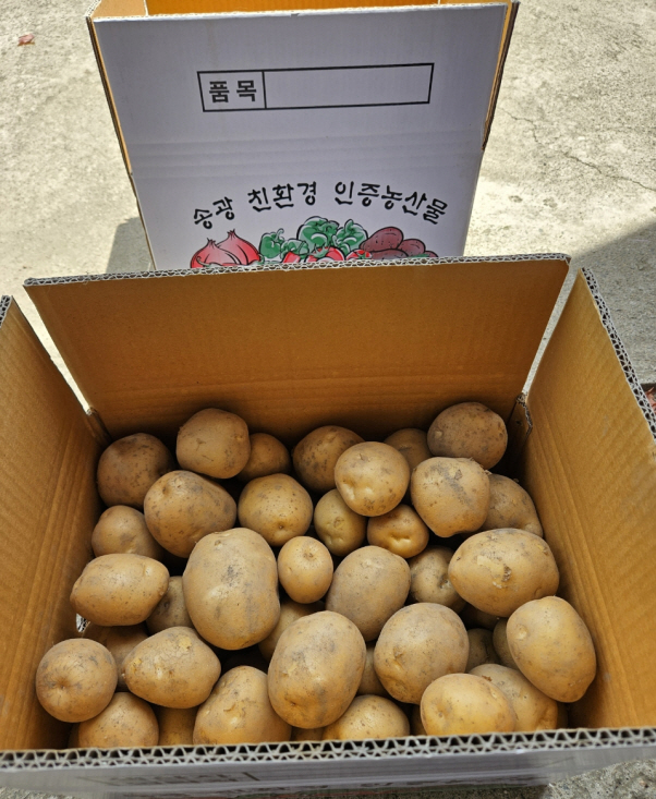 ★매주 월/수/목 출고 [송광이성형] 순천산 유기농 감자 5kg/10kg